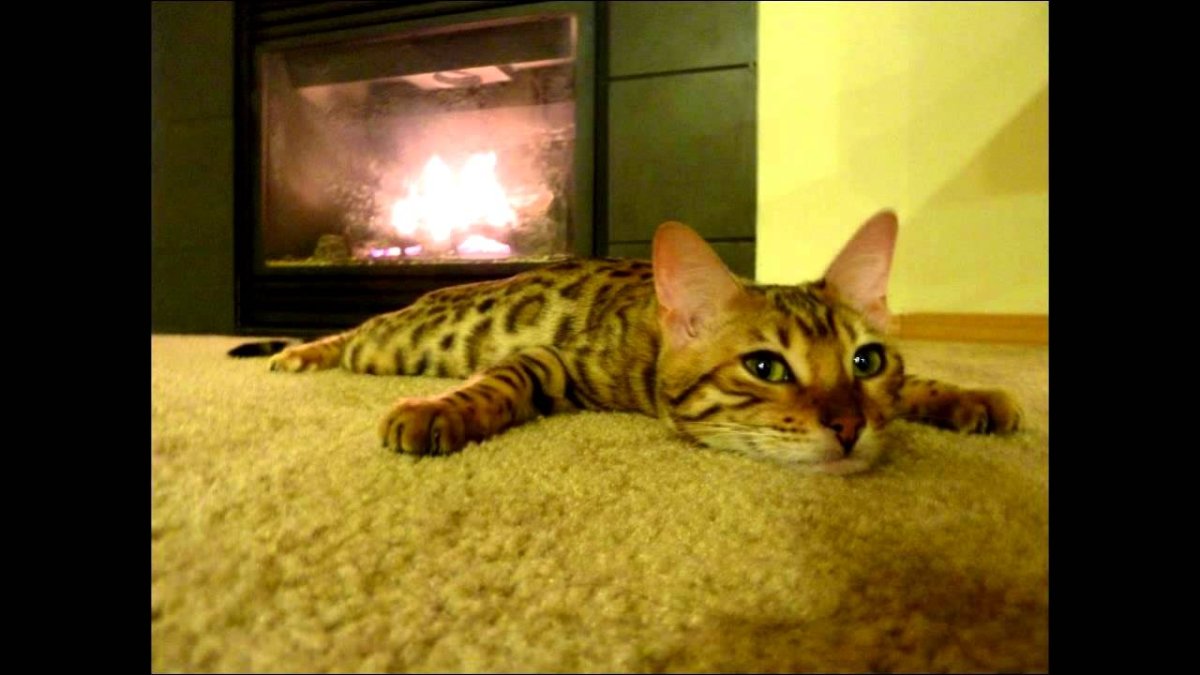 Милые бенгальские котята