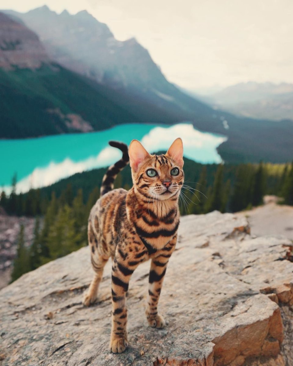 Белый бенгальский кот