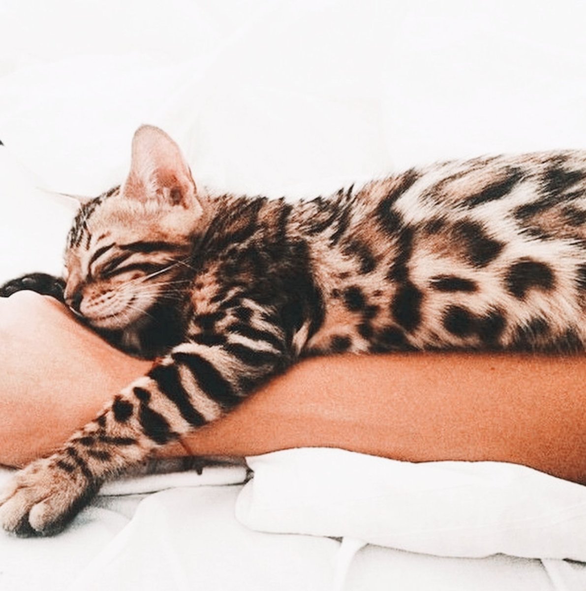 Бенгальская кошка смешная