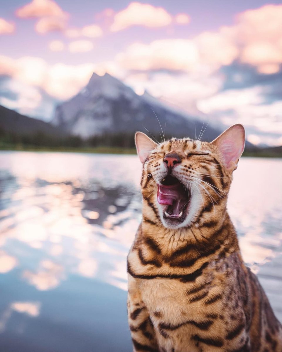 Бенгальская кошка с голубыми глазами