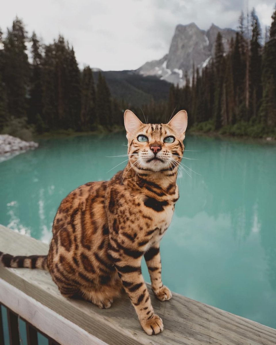 Кошка путешественница Сьюки