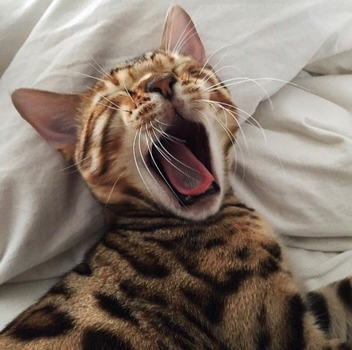 Бенгальский кот черепаховый