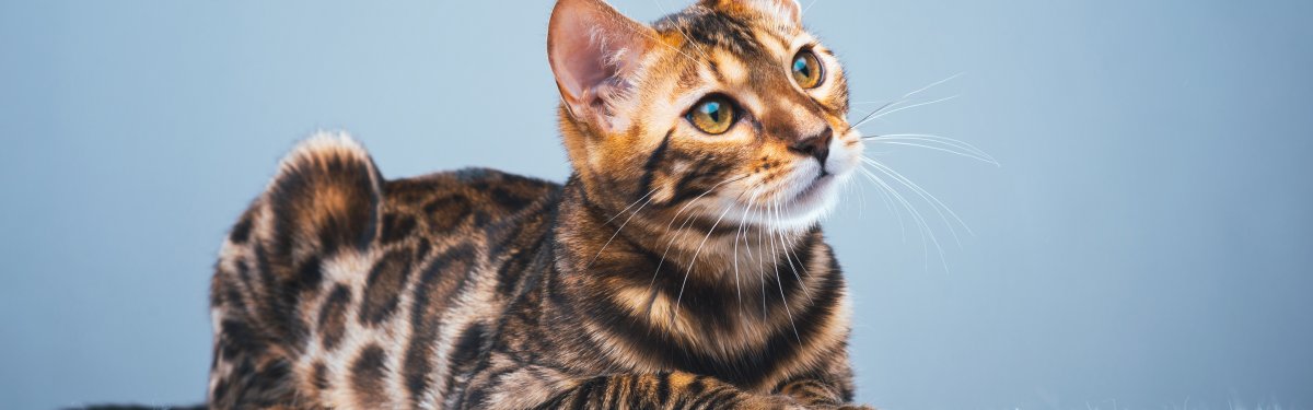 Бенгальская кошка путешественница