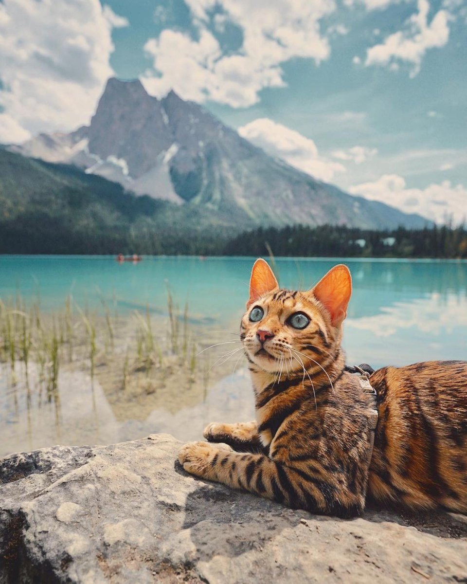 Бенгальская кошка экстерьер