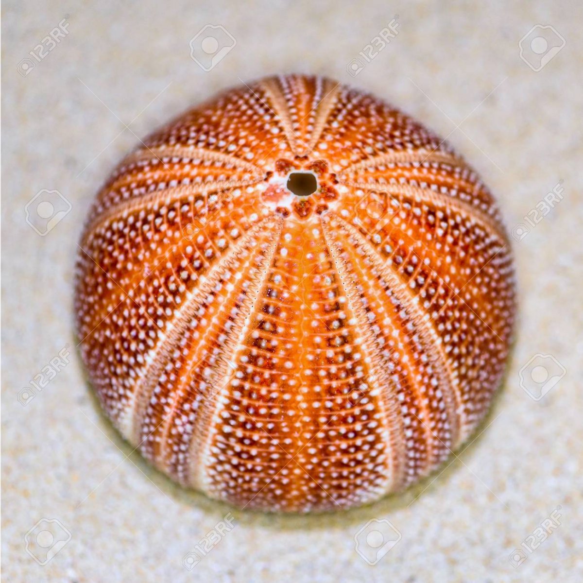 Плоский щитообразный морской ёж
