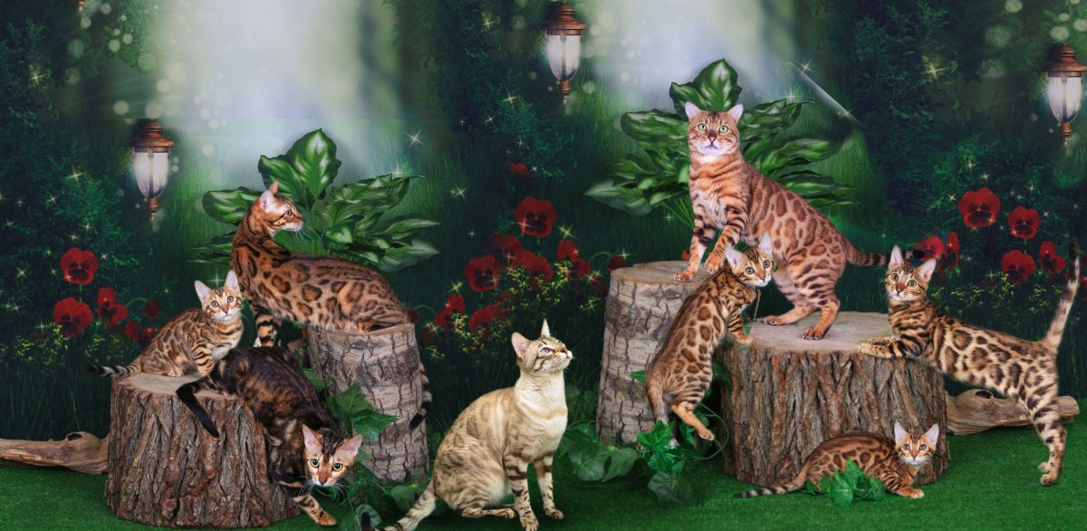 Бенгальские котята маленькие