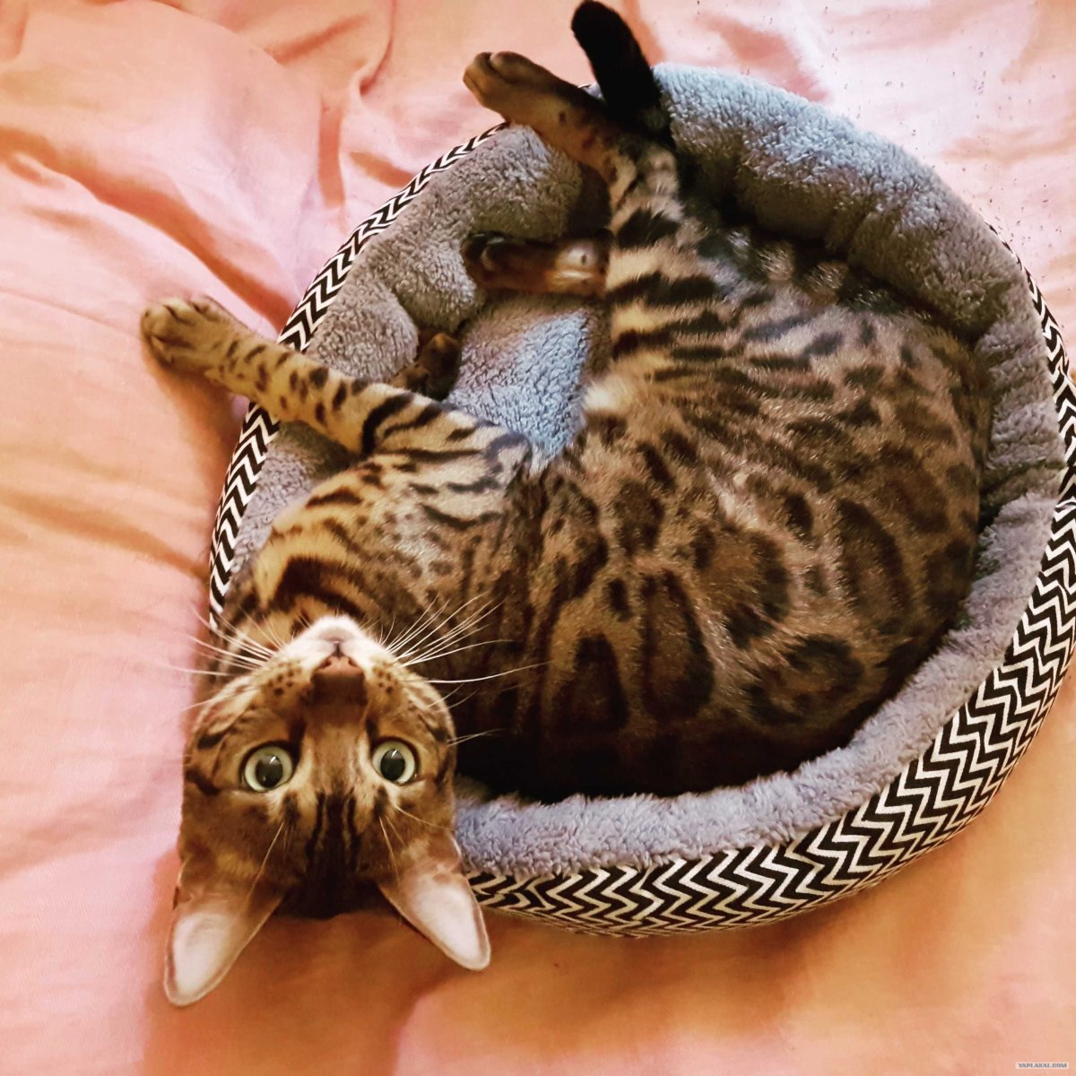 Сьюки кот путешественник