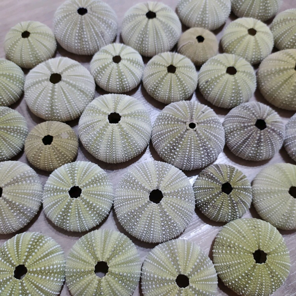 Морской Urchin Ракушка