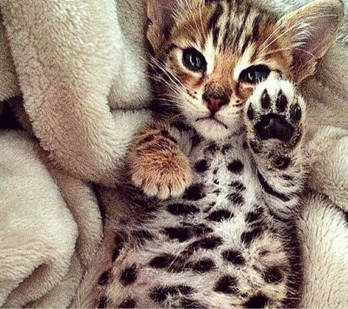 Бенгальский котенок полосатый