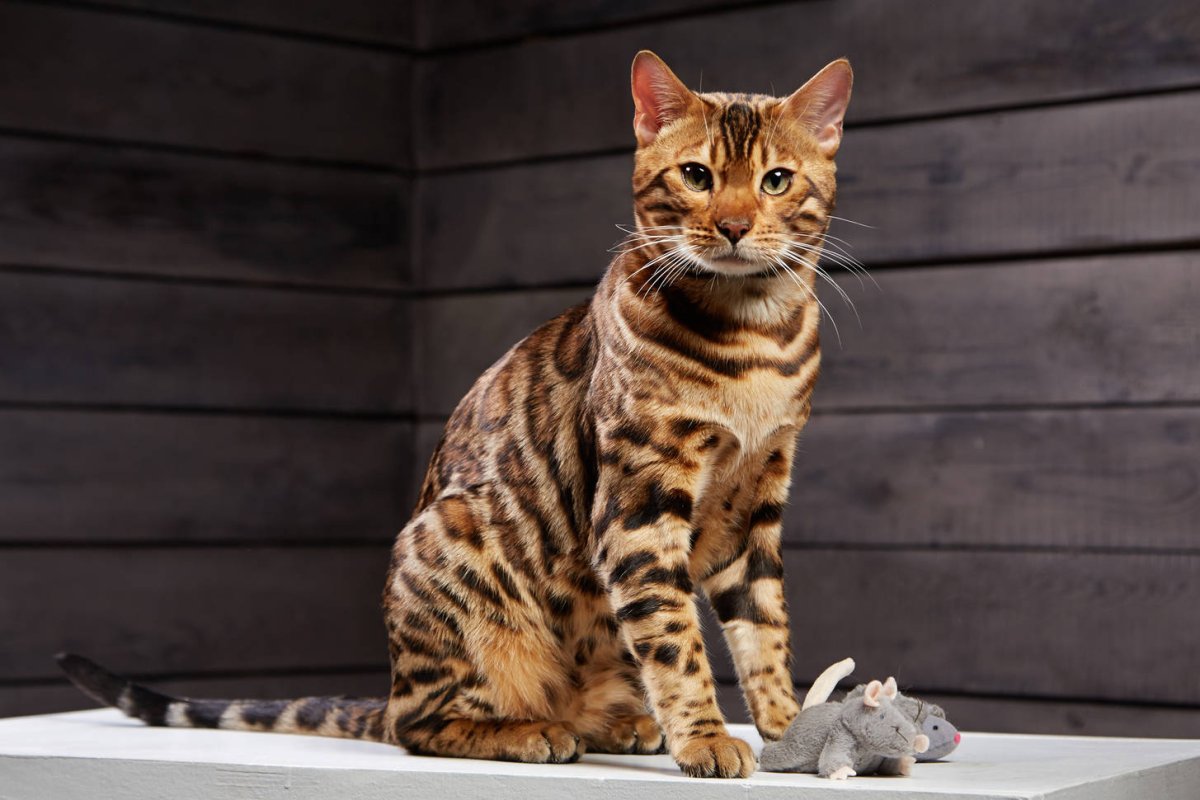 Бенгальская кошка