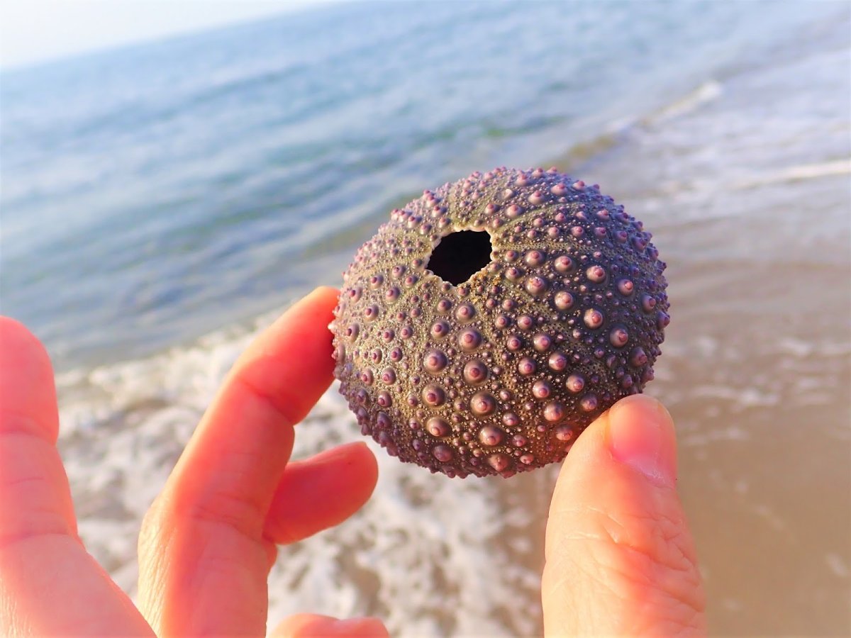 Олигоценовый морской еж Испания