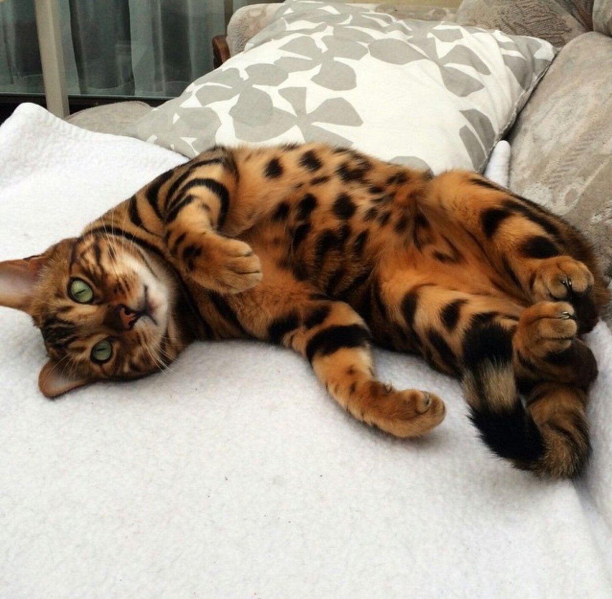 Бенгальская кошка