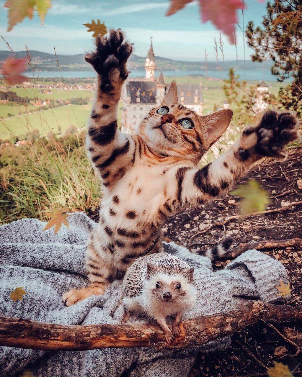 Тигровый бенгальский кот