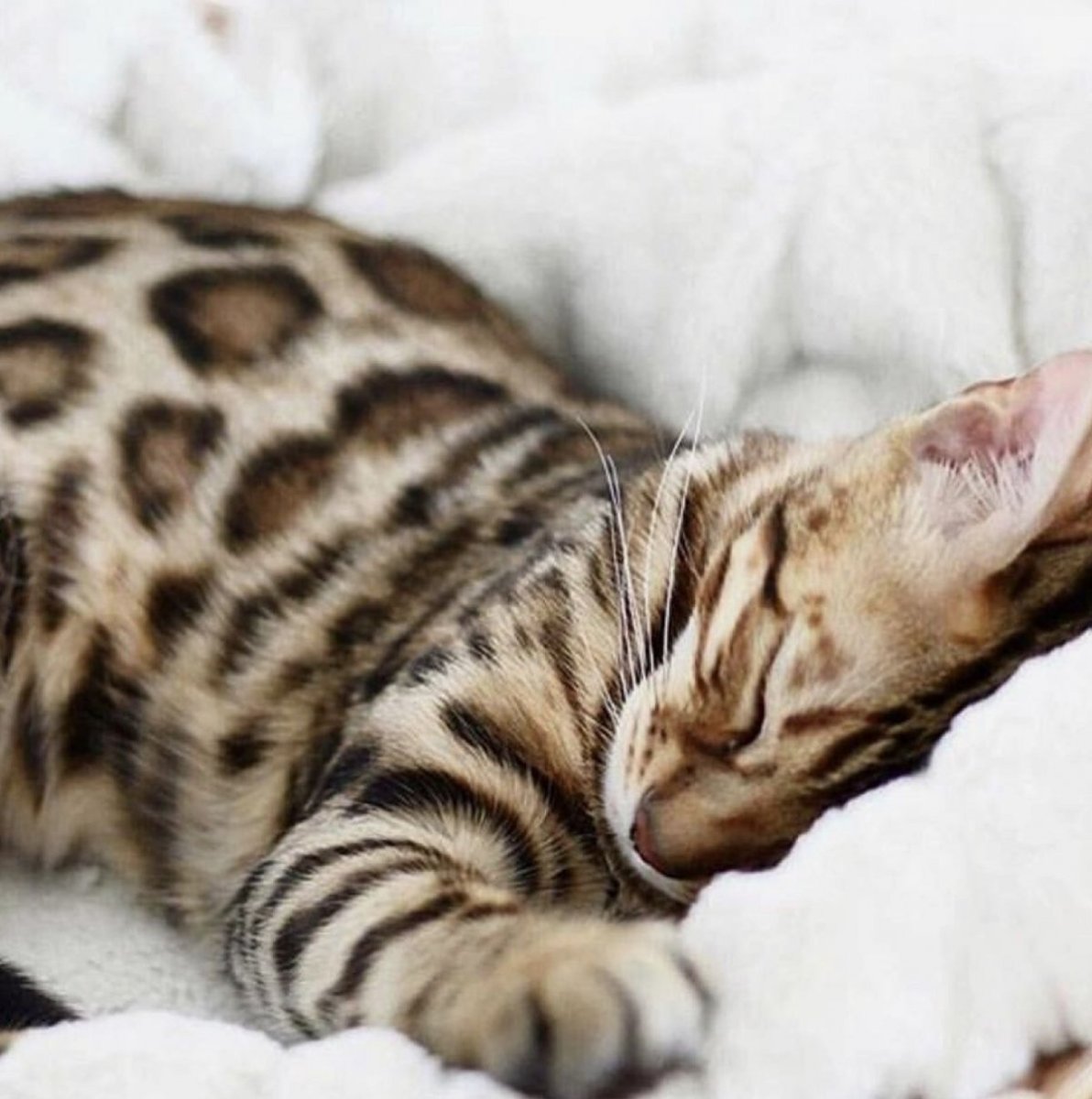 Кошка путешественница Сьюки