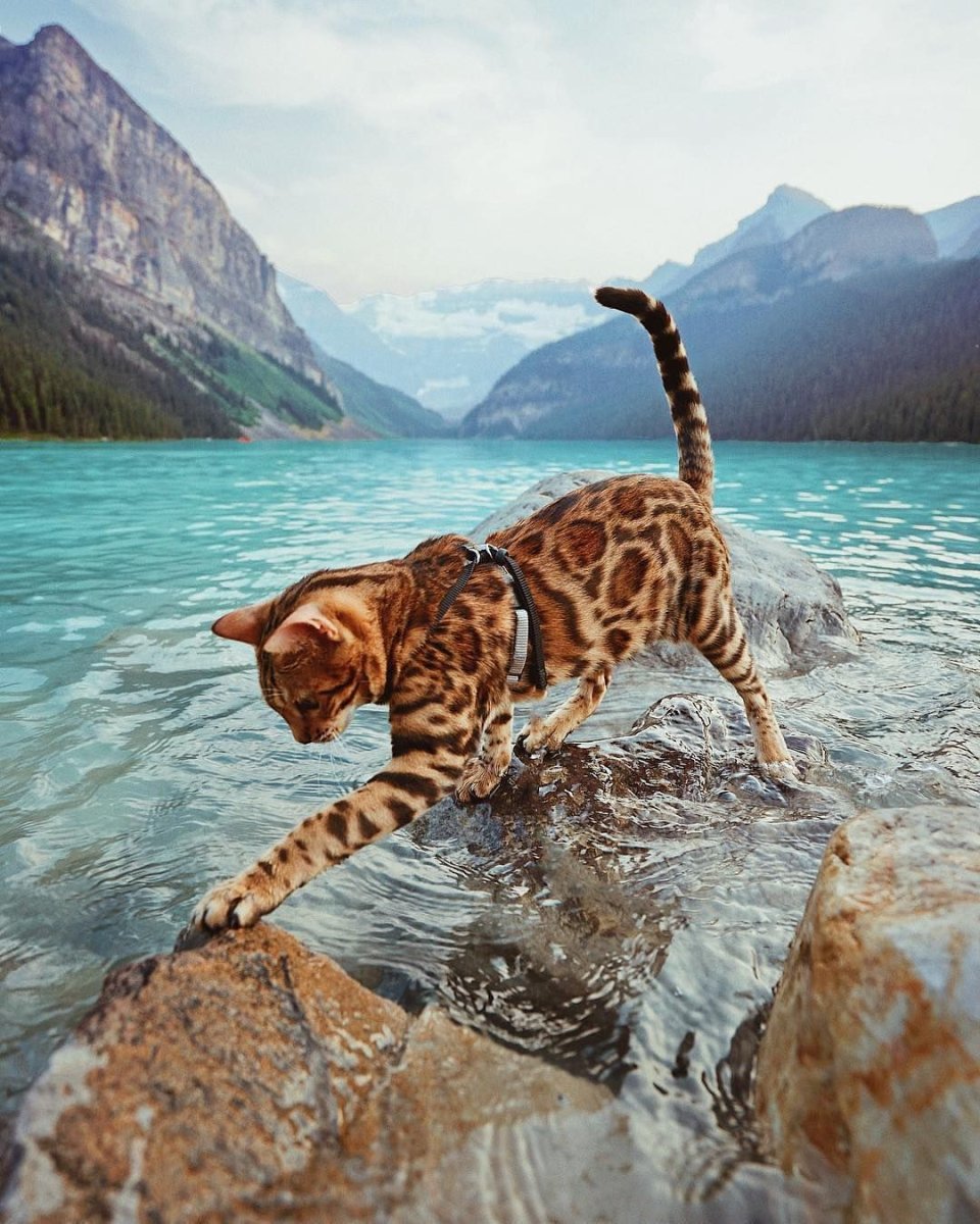 Сьюки кот путешественник