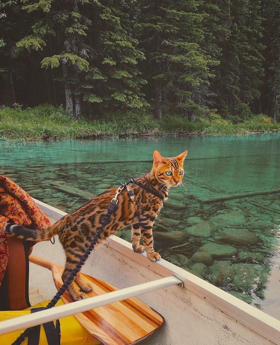 Бенгал и собака