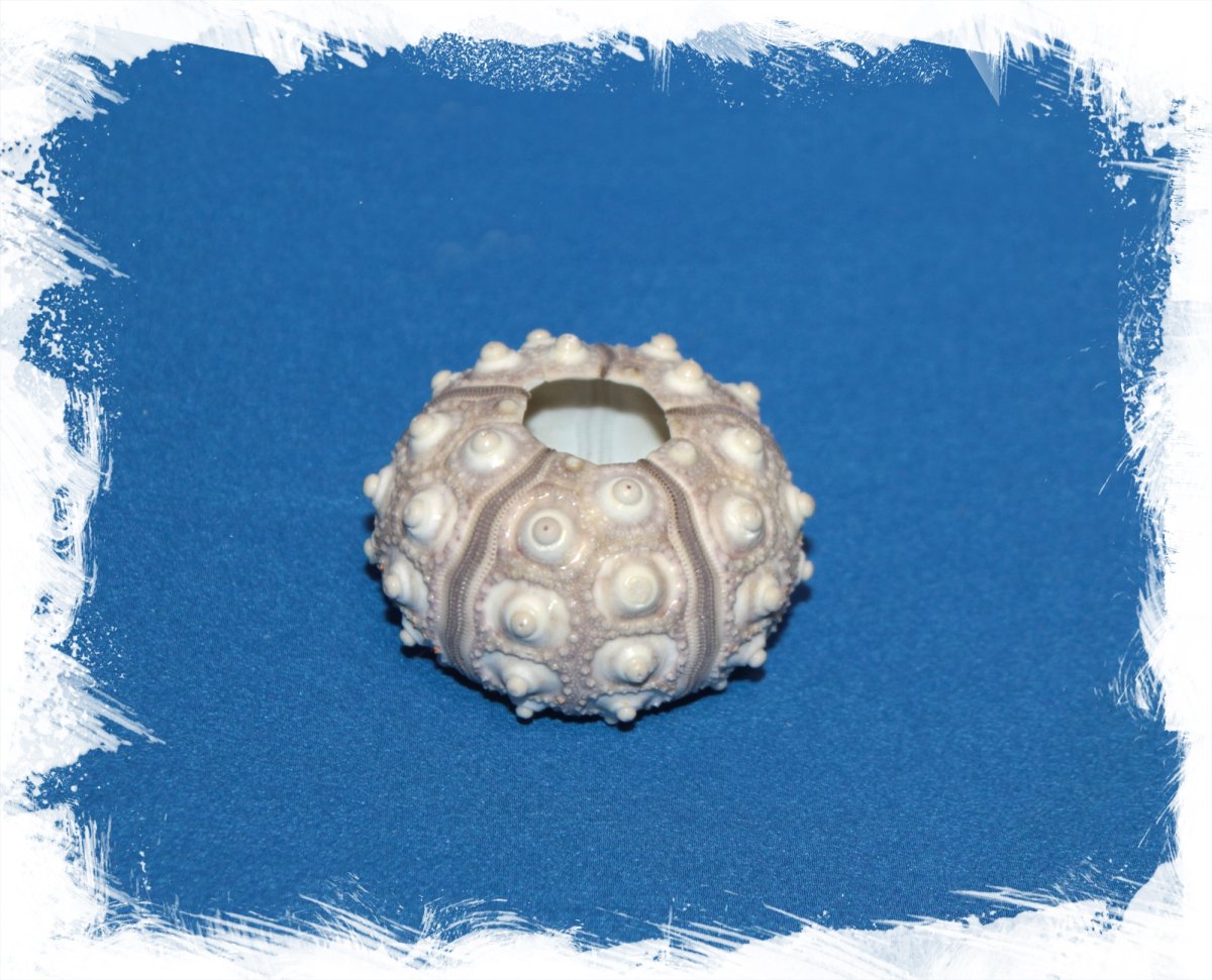 Морской Urchin Ракушка