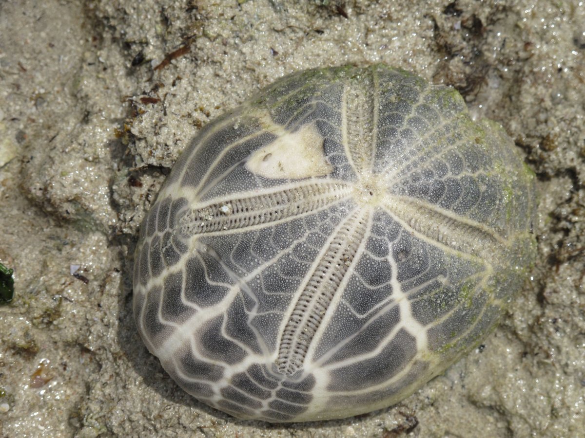Strongylocentrotus polyacanthus