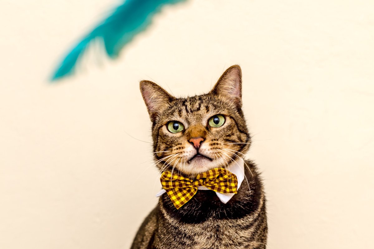 Кот в галстуке
