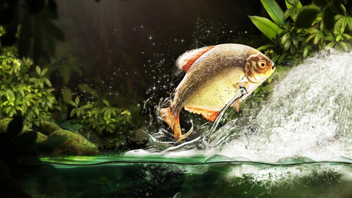 Фон для рабочего стола рыбы