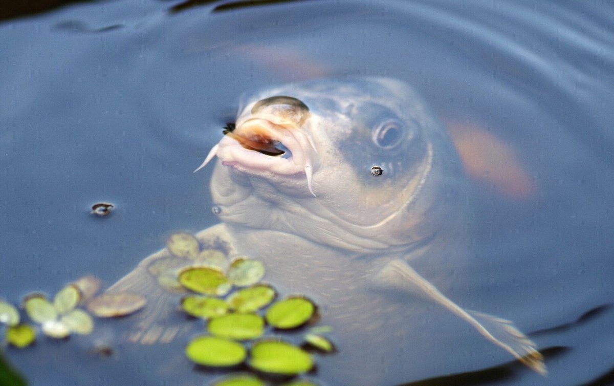 Озеро с рыбками