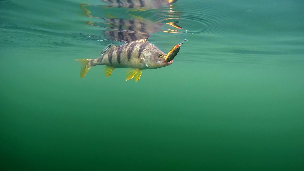 Фон рыбалка