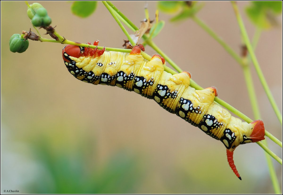 Бражник глазчатый гусеница