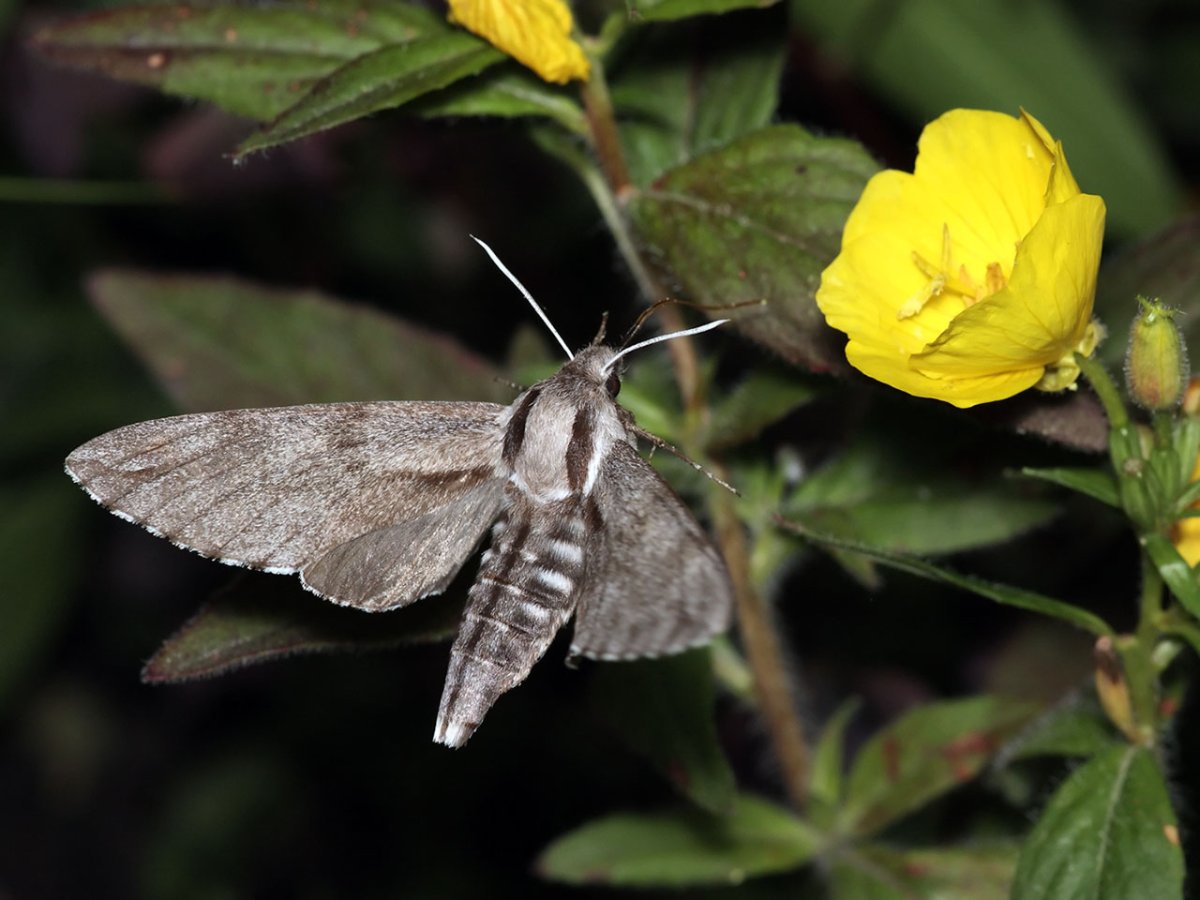 Бражник вьюнковый бабочка