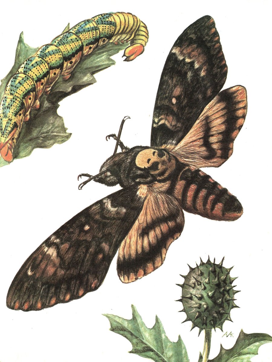 Молочайный Бражник кокон