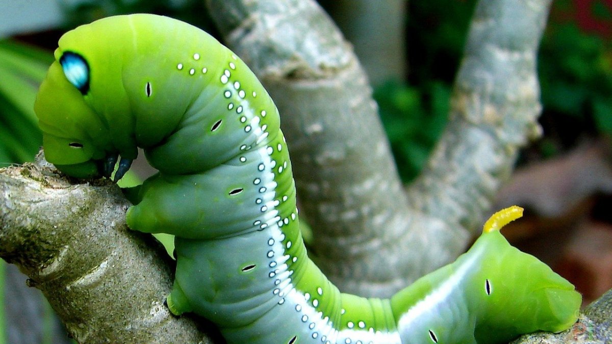 Гусеницы зеленые