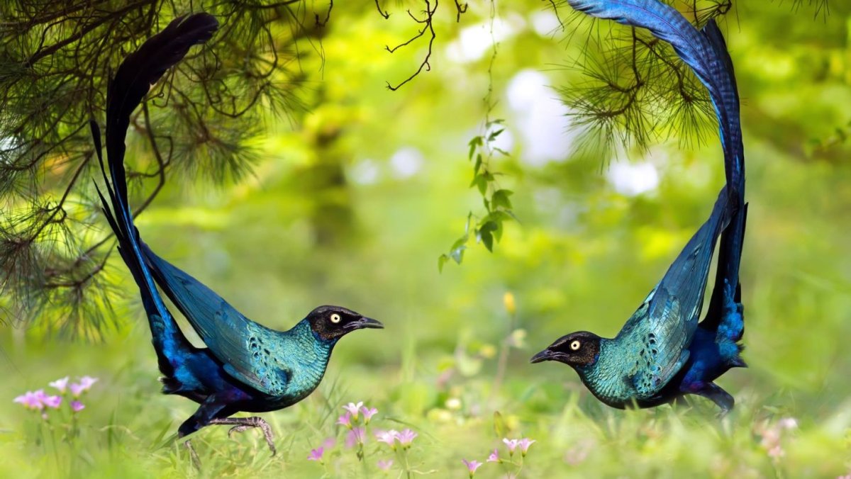 Лазоревая птица Грандала