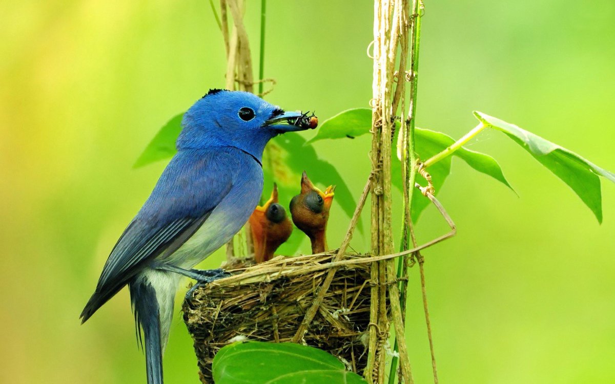 Сиалия Лазурная птица