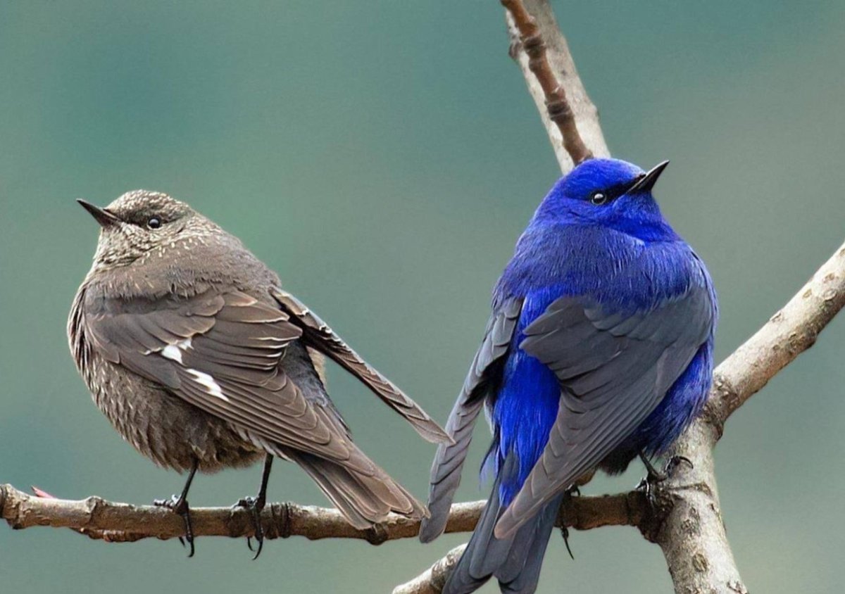 Сокотранский длиннохвостый скворец