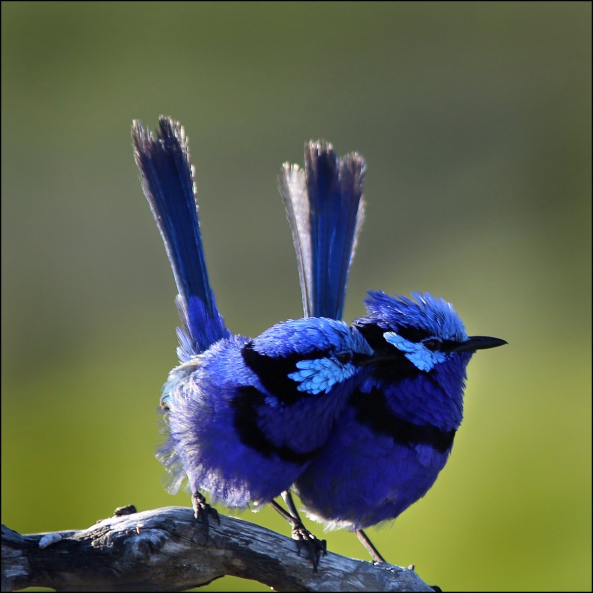 Австралийский расписной малюр