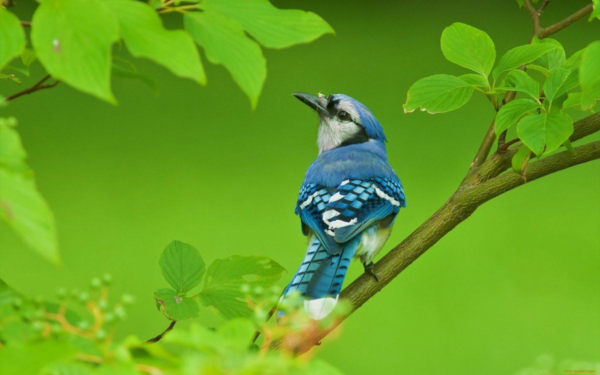 Блю сиалия голубая птичка