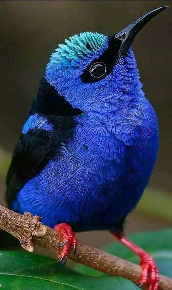 Голубая Сойка зимой