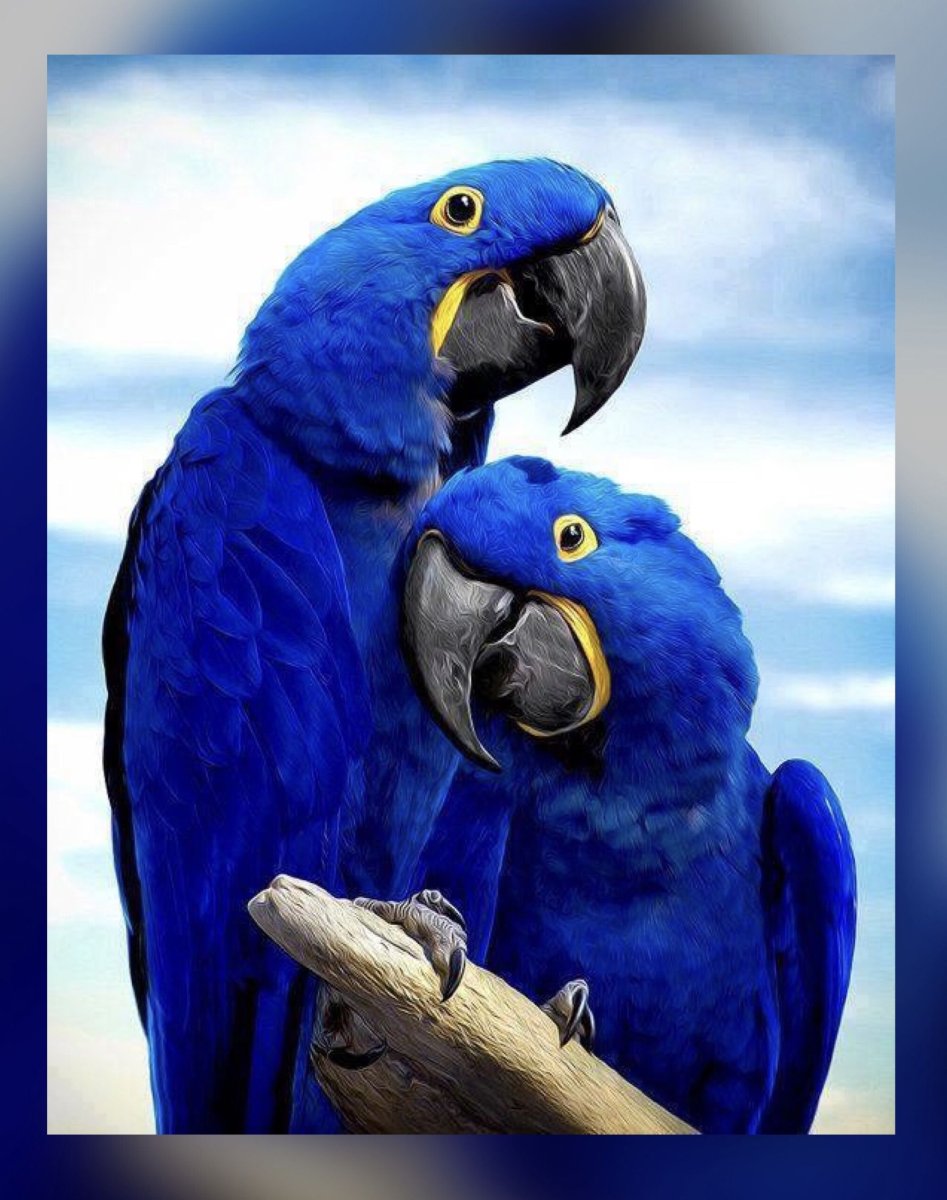 Синешапочная танагра самка