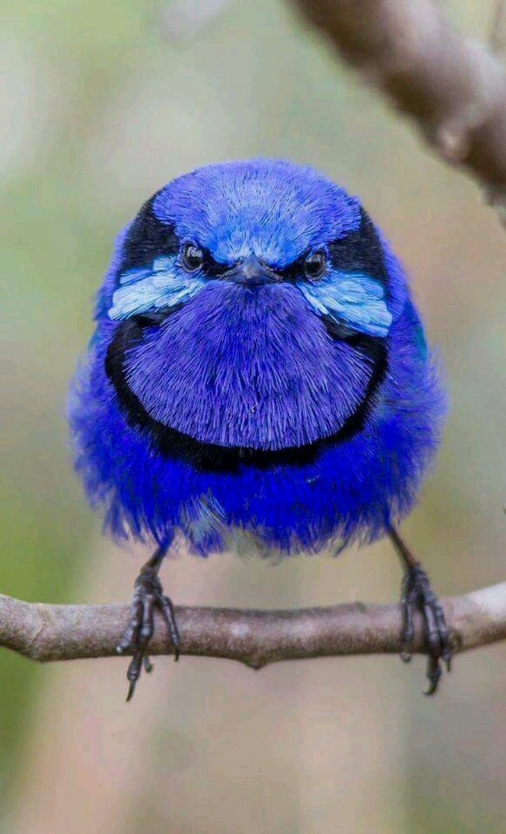 Бирюзовый овсянковый Кардинал