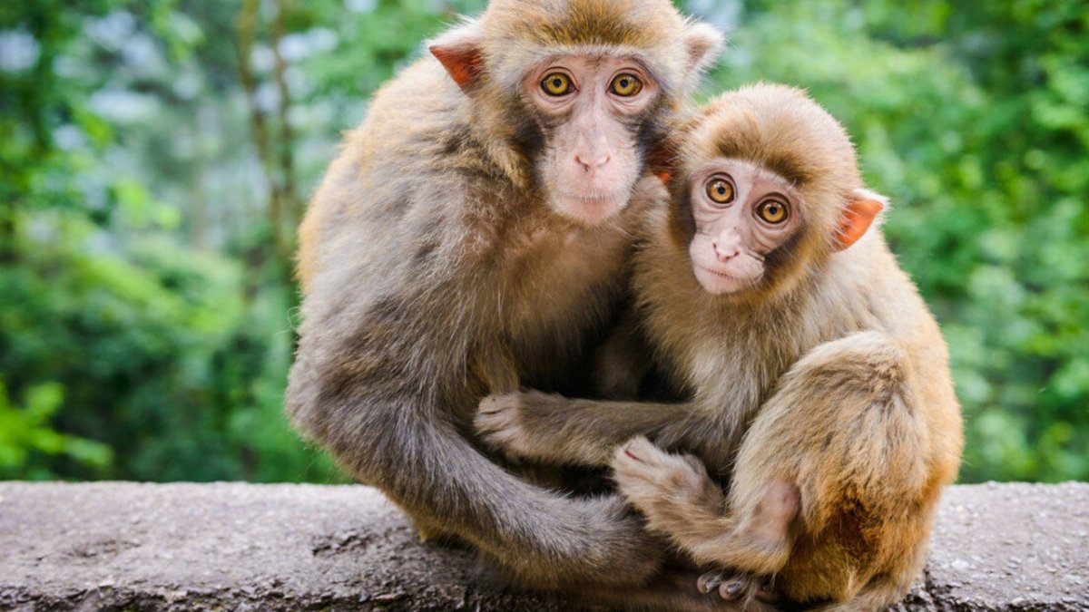 Обезьяна и её малыш