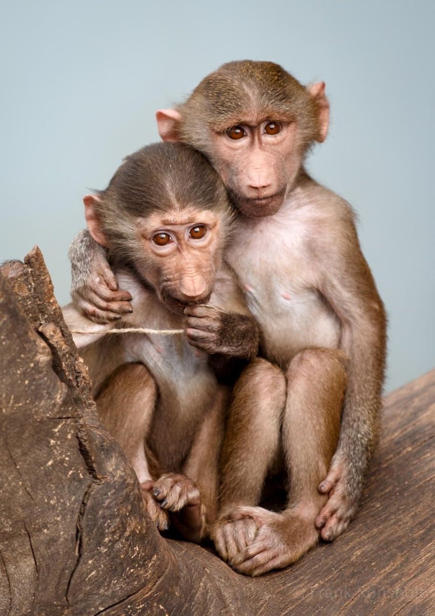 Обезьянки целуются