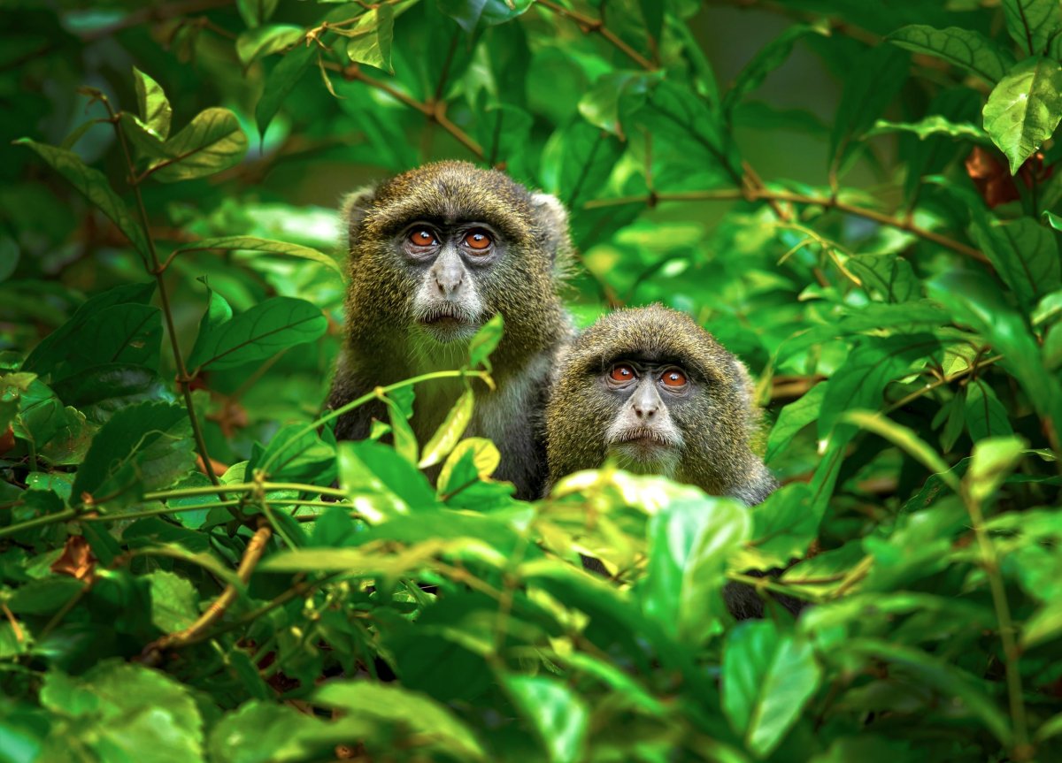 Четыре обезьяны