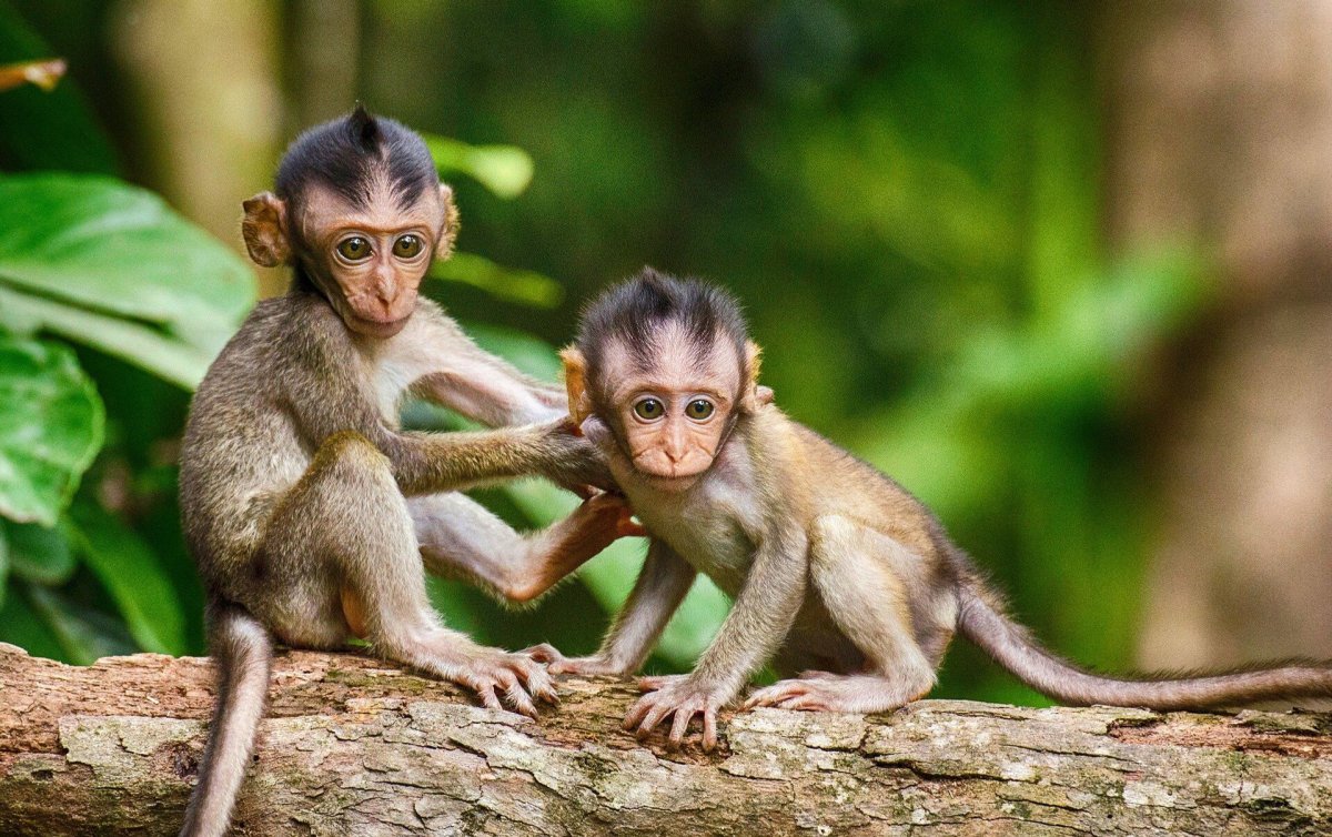 Маленькая обезьянка