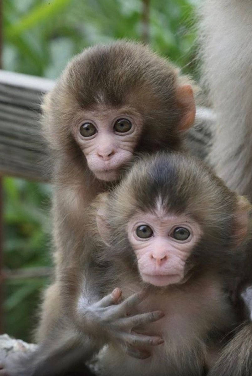 Маймун макаки