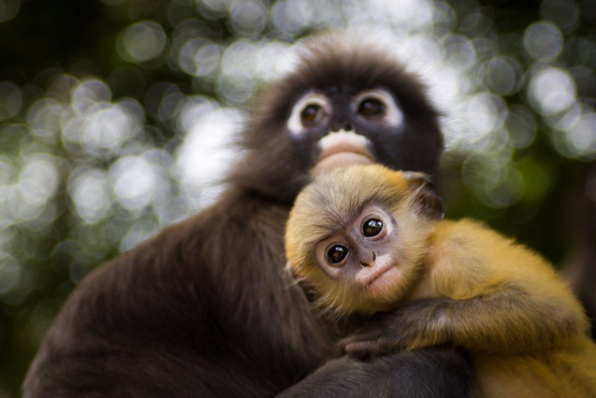 Обезьяны бонобо любовь