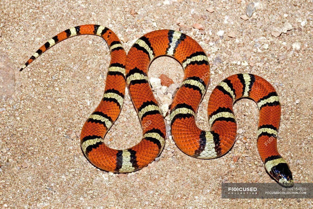 Lampropeltis californiae