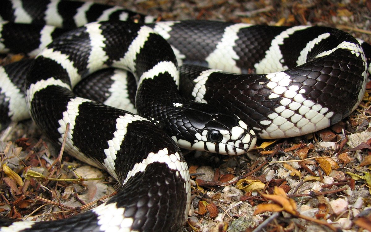Lampropeltis getulus californiae