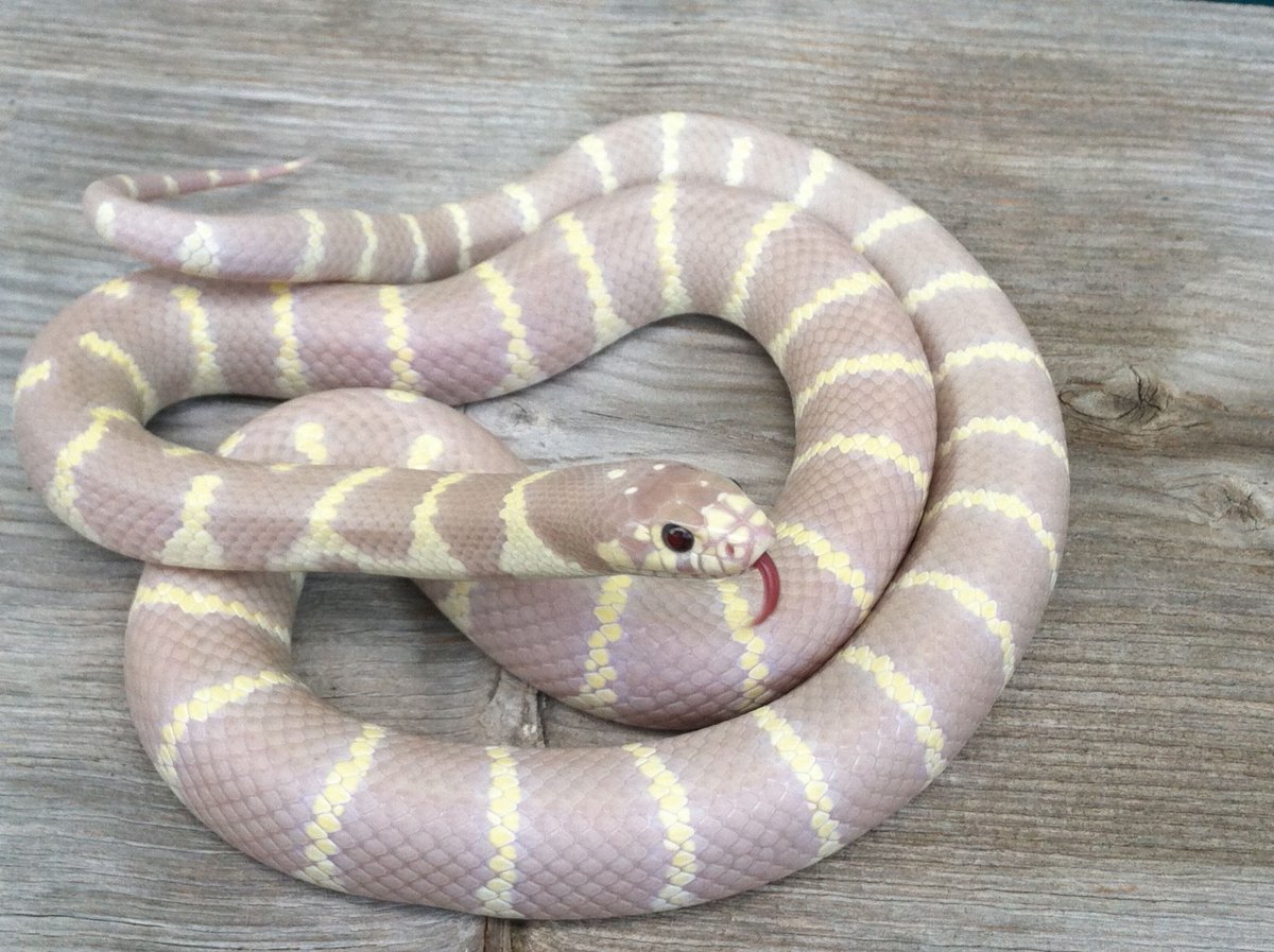 Техасский гремучник альбинос