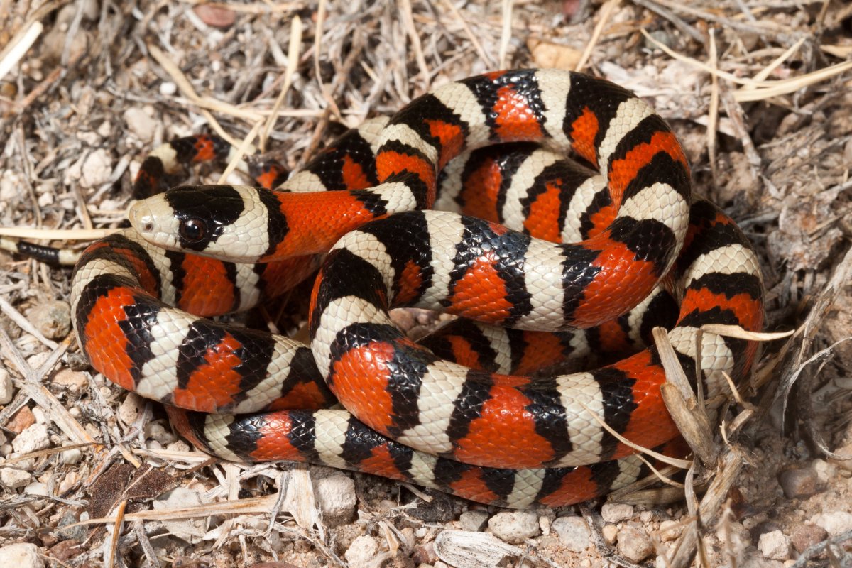 Калифорнийская Королевская змея укус