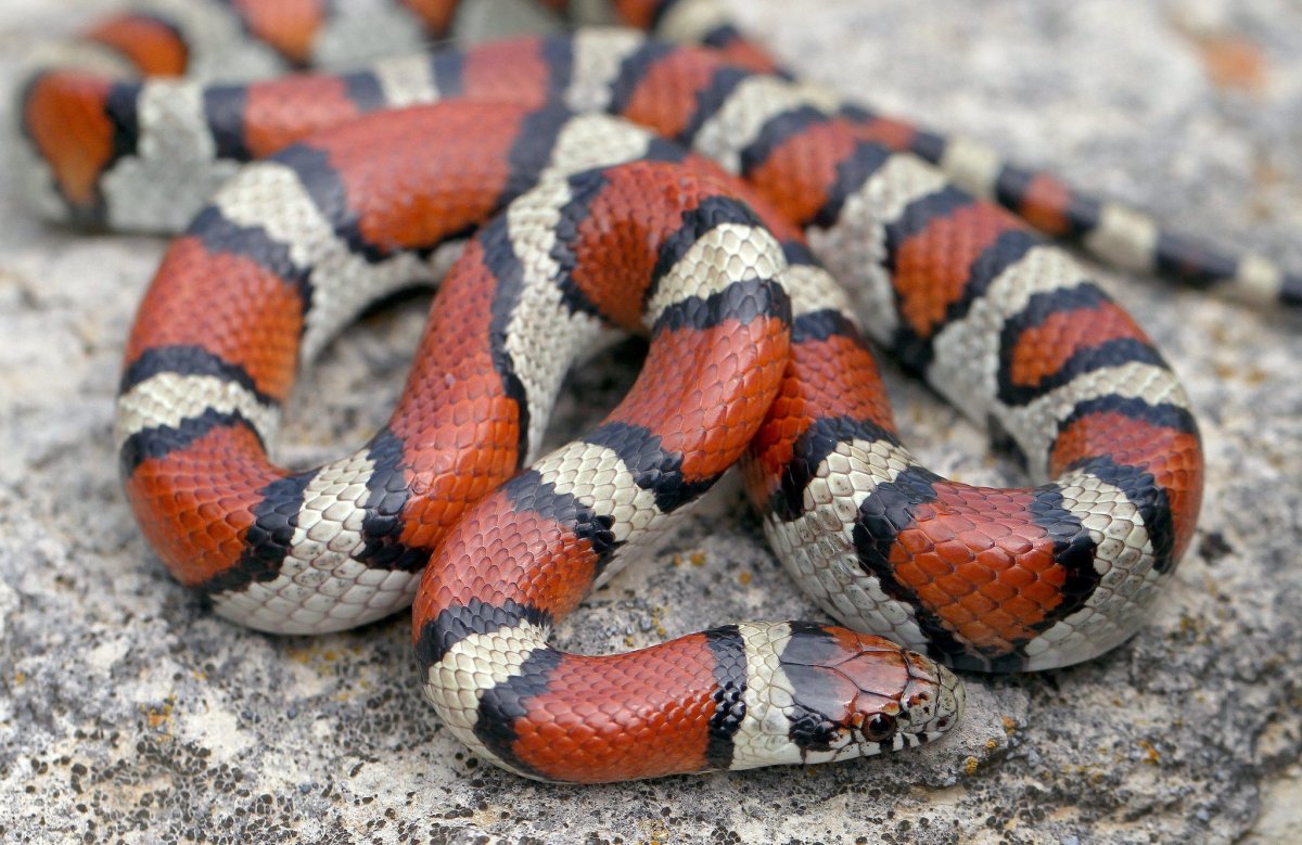 Королевская змея (Lampropeltis)
