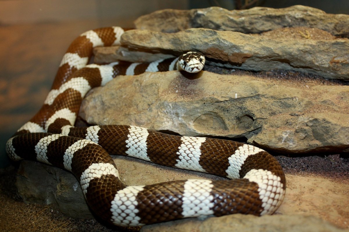 Королевская змея великолепная (Lampropeltis getula splendida)